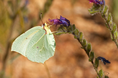 ecotherapy-butterfly-on-flower