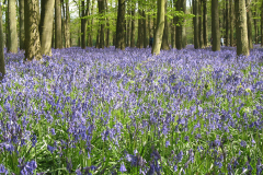 ecotherapy-field-of-flowers