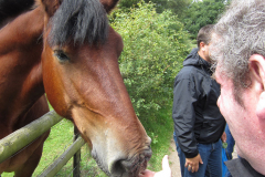 ecotherapy-man-feeding-horse