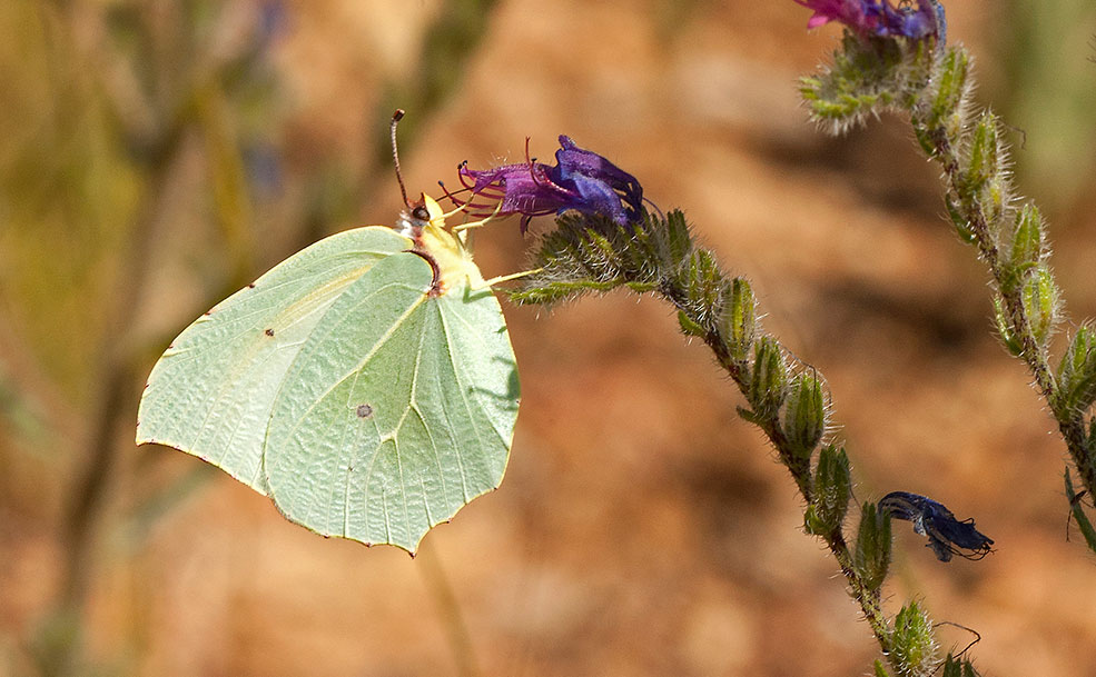 ecotherapy butterfly on a flower