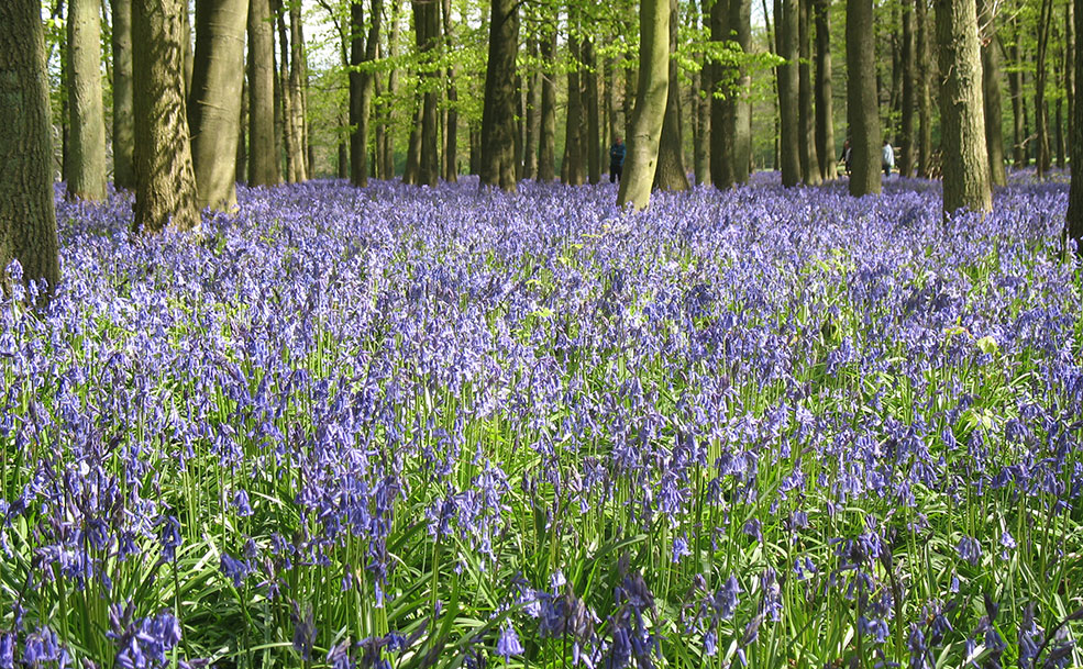 ecotherapy field of purple flowers in a forest