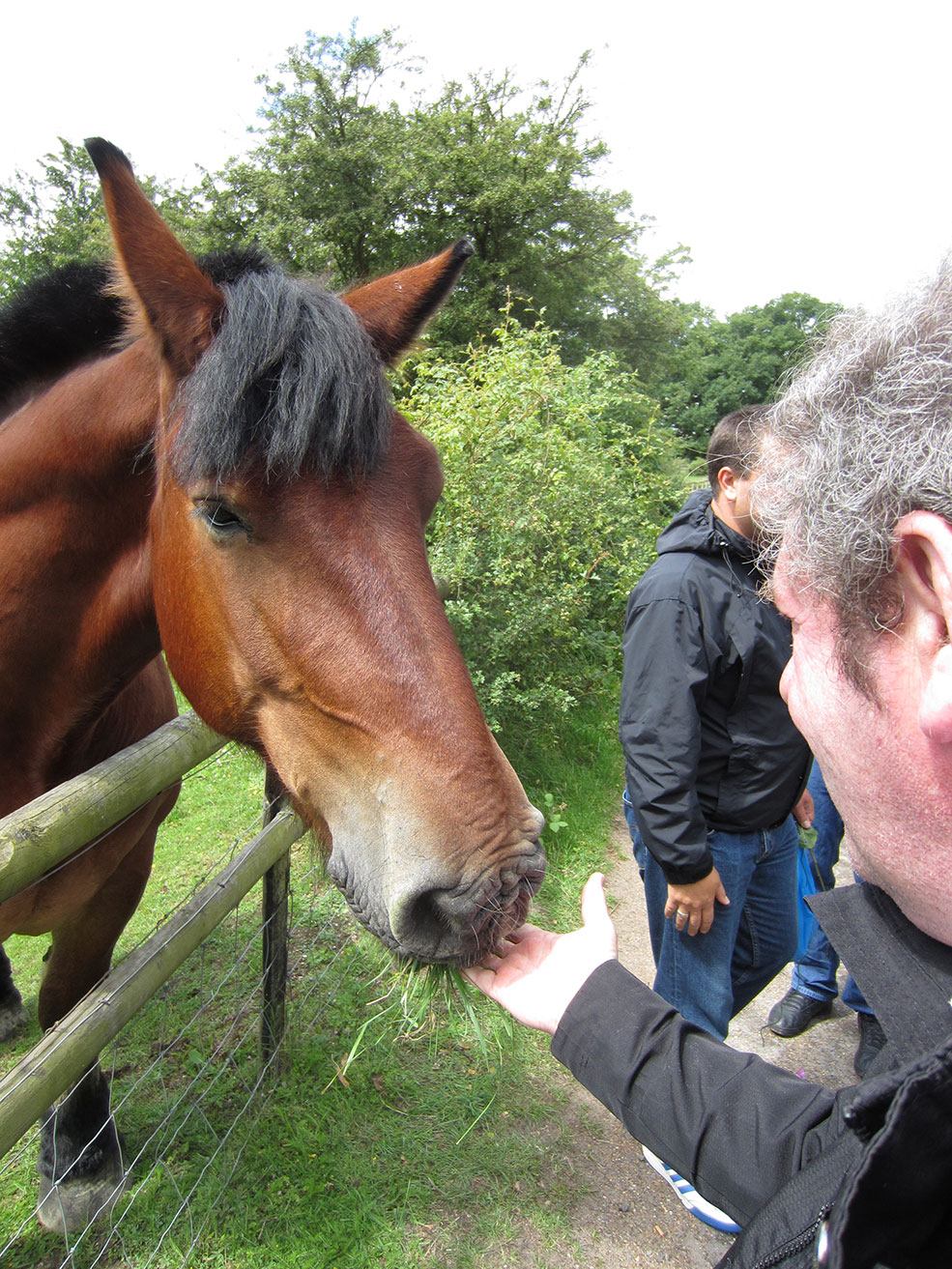 Ecotherapy man feeding a horse